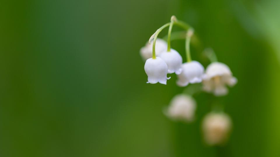 1er-mai-2